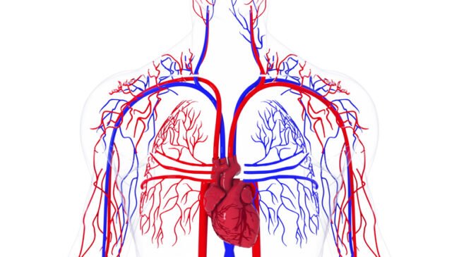Model-of-vascular-system