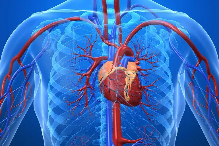 Anatomía y Fisiología Arterial